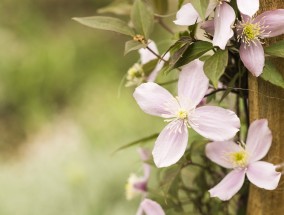 黄岩区室外花卉绿植价格概览与湖南花卉栽植机技术探讨黄岩花卉基地